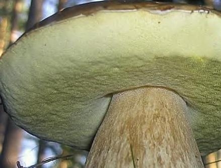 champignon à pores