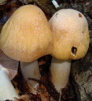 Pholiotes - Pholiota Adiposa « Mycélium – Les 400 Pieds de Champignon